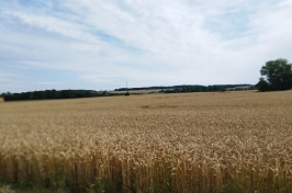 IMG-20230721-WA0041