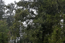 ZS20